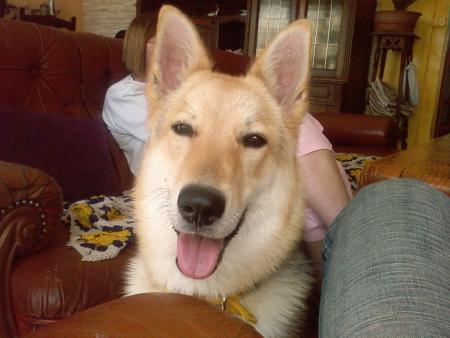 mon loup en mode d�fonc�