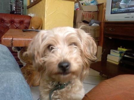 encore une boule de poil mai version mini